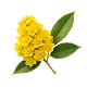 Mahonia